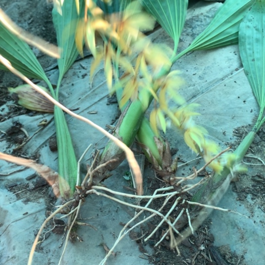 完全开放泰国香花贝母兰，4个豆带4个芽