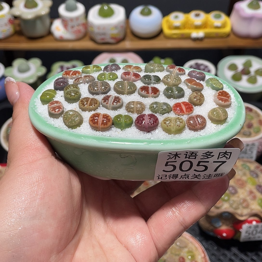 带盆土植物 一物一拍5057