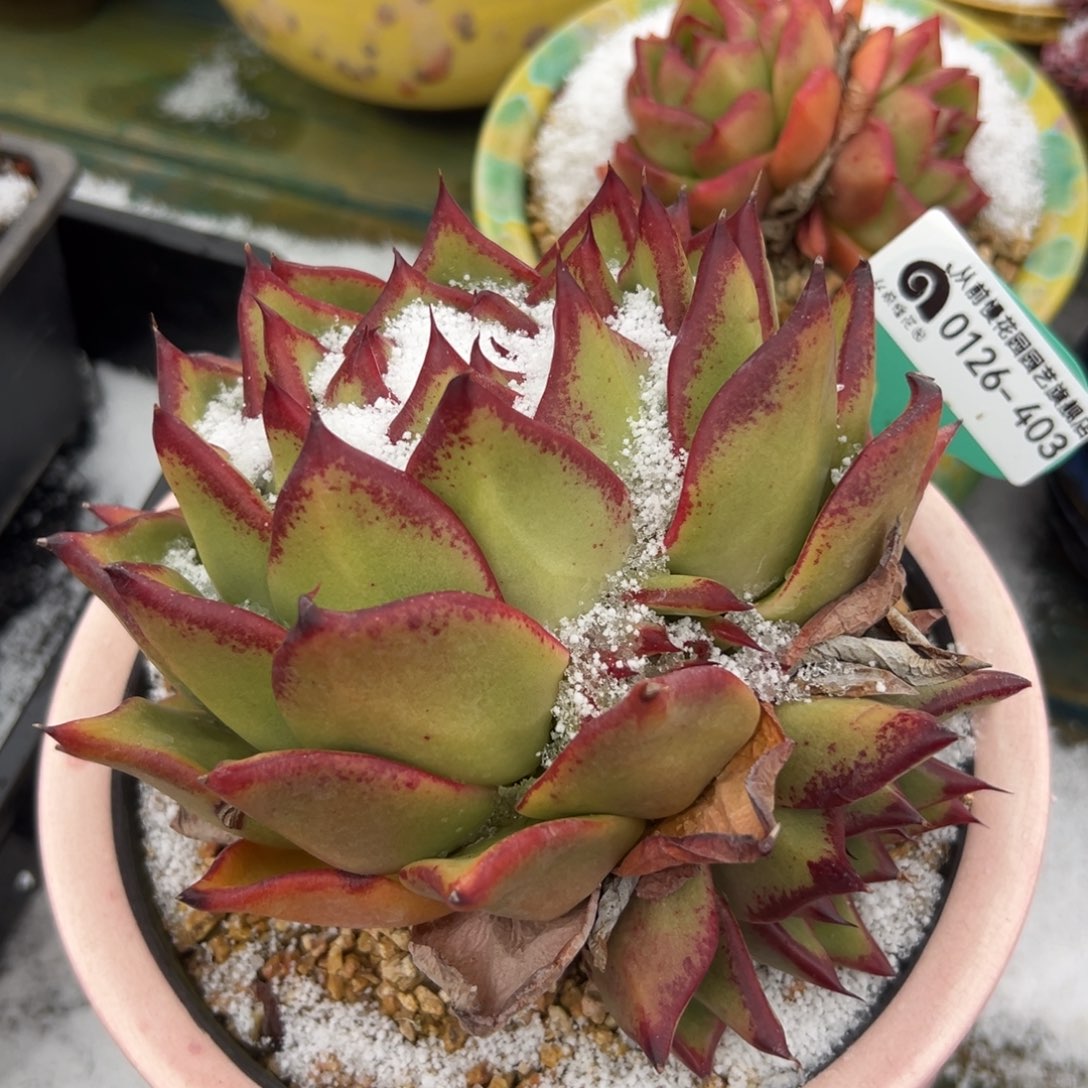 多肉一物一拍0126-403