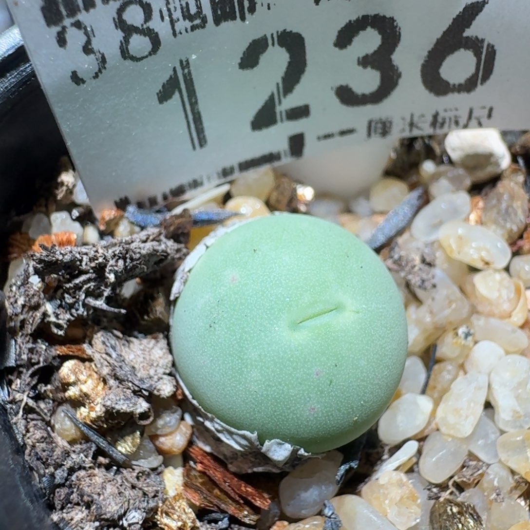 ZZZ精品清货价1236