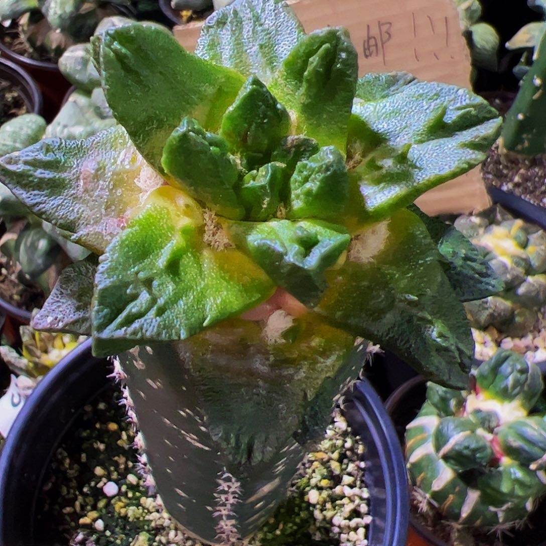 无花朵龙角龟甲牡丹586