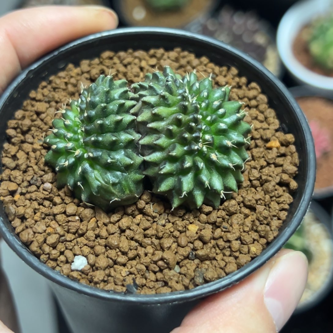 实生双头缀化貘带盆土发货17