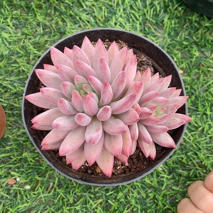 虞美人冠幅11 公分一物一拍