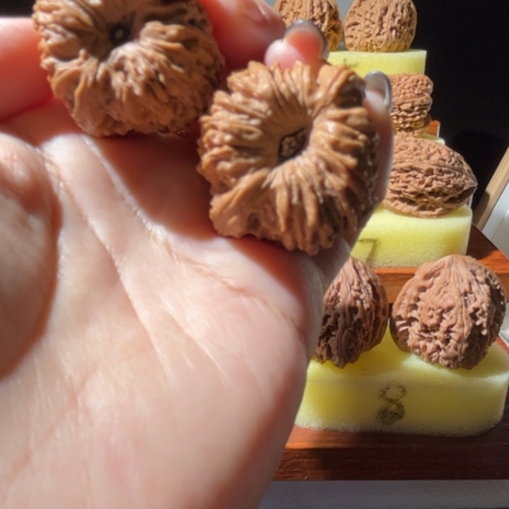 吊坠文玩核桃涿鹿一代凹底