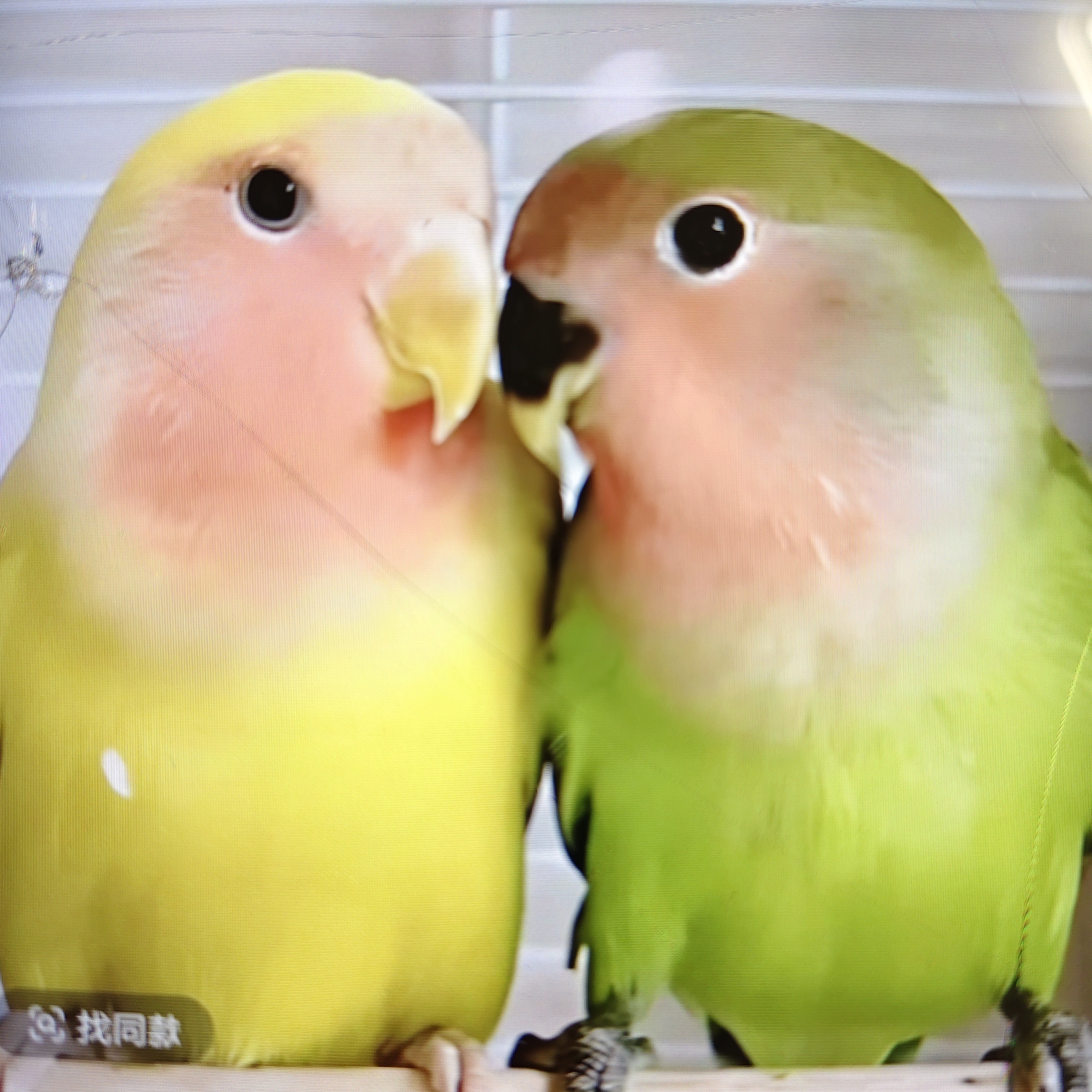 牡丹鹦鹉10个技能，绕手飞.绕身飞.跳舞