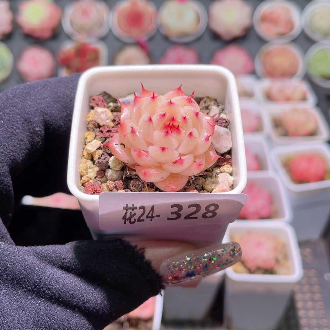 花利美24-328海王