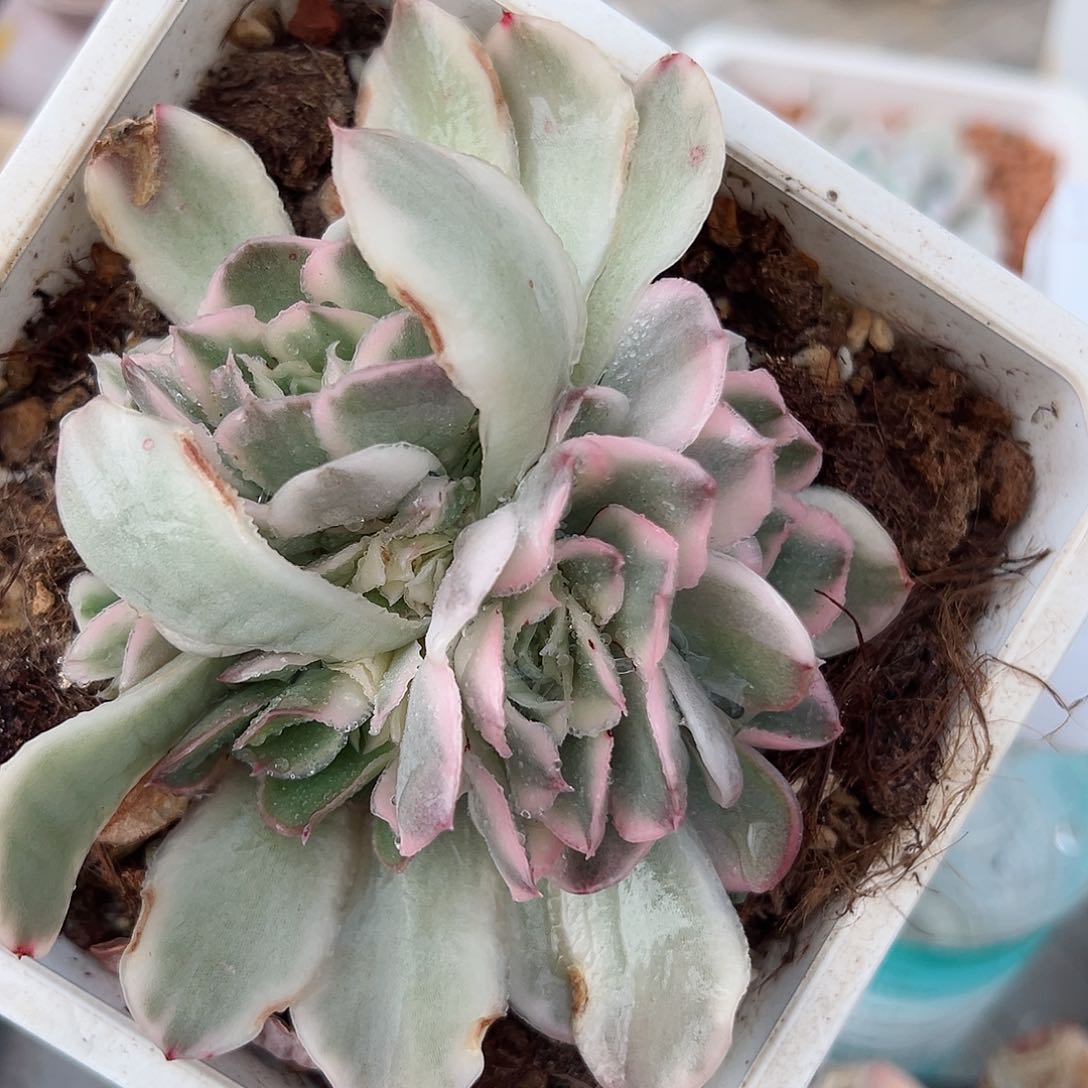 紫蝴蝶锦底座，带多个覆轮锦头