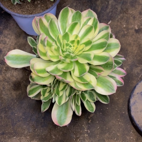 玉姿多肉植物量拍