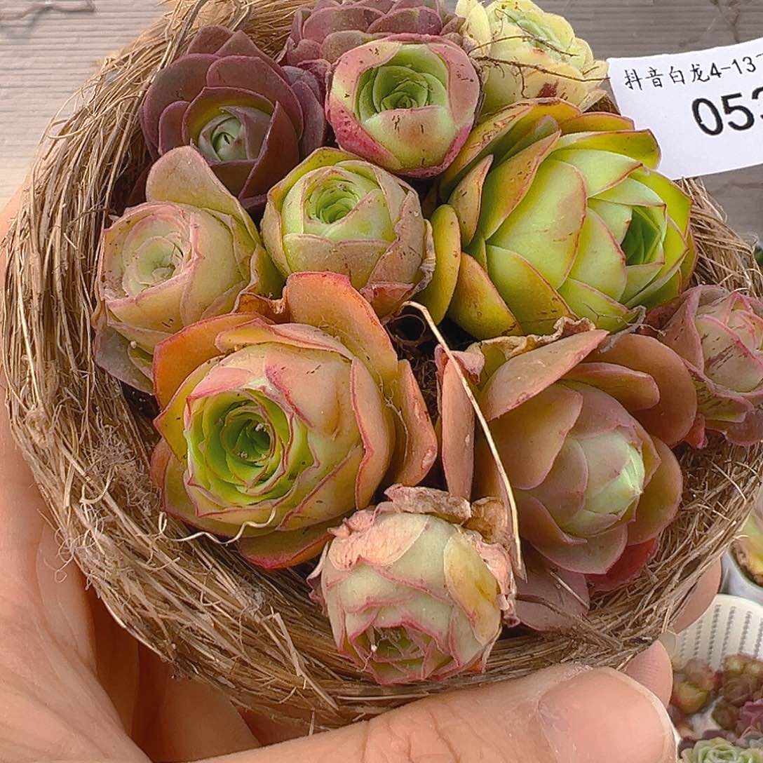 053。 鸟巢花蓝。