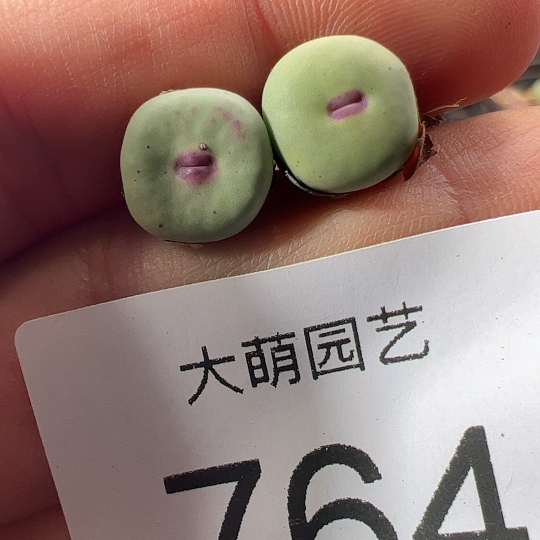 一物一拍。        764