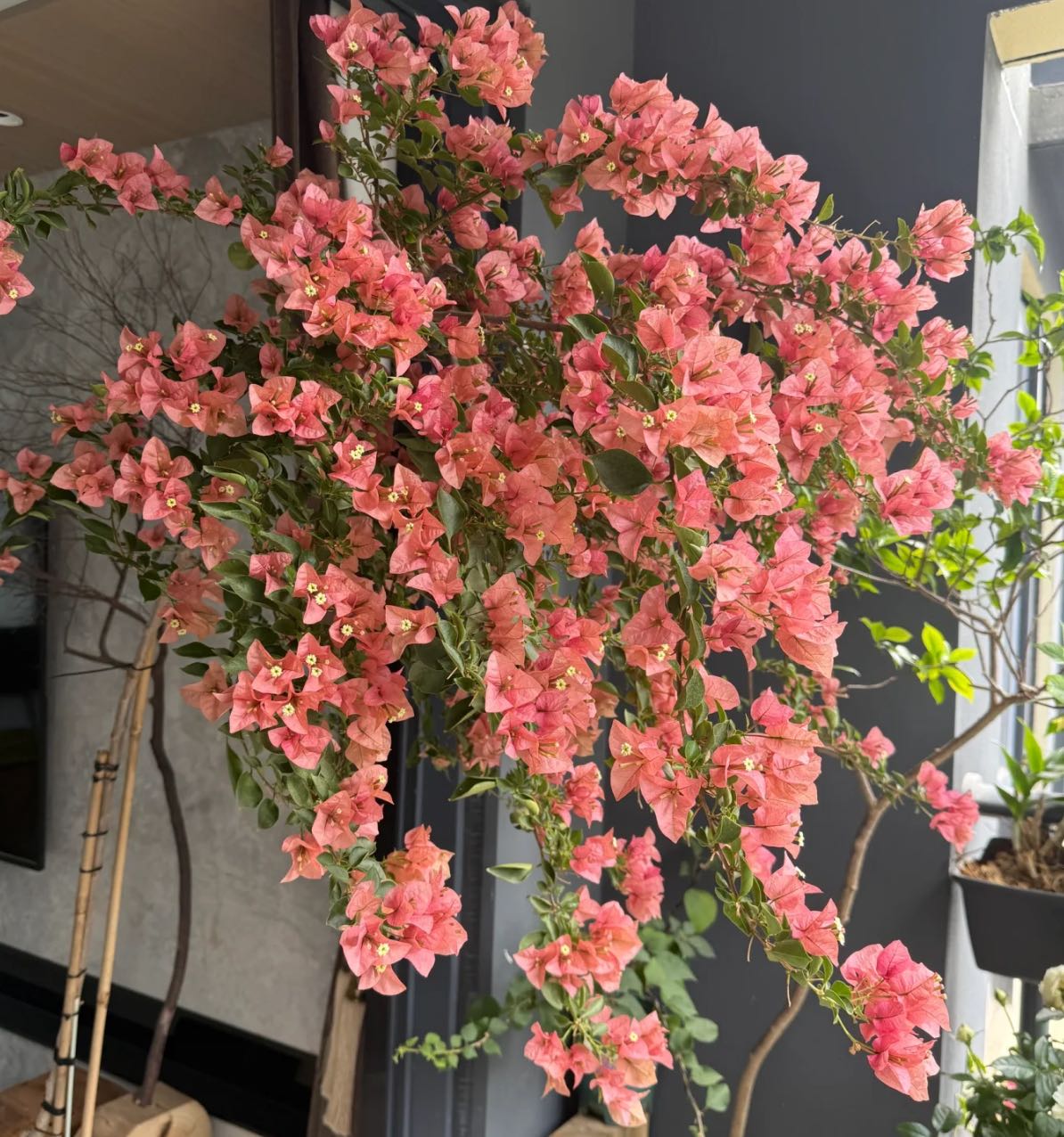 【新疆包邮】所罗门三角梅袋基地直发袋苗