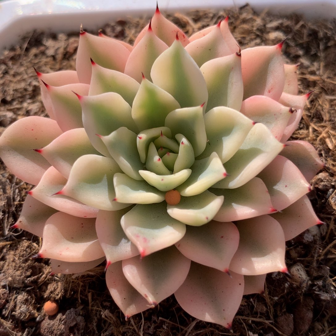 吉尔巴玫瑰锦锦上园艺一物一拍