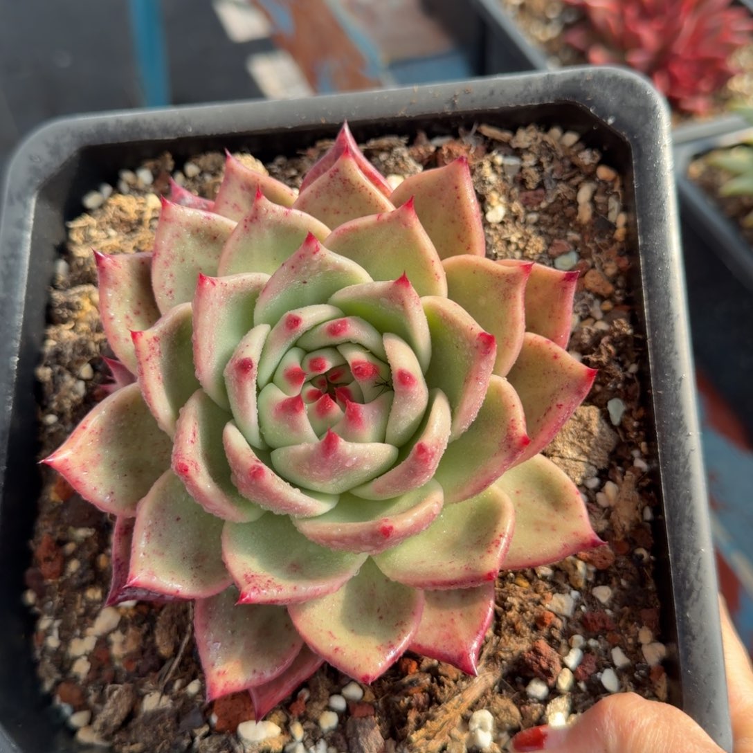 多肉植物一物一拍，30