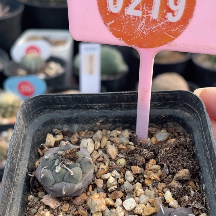 实生冬云0219000000