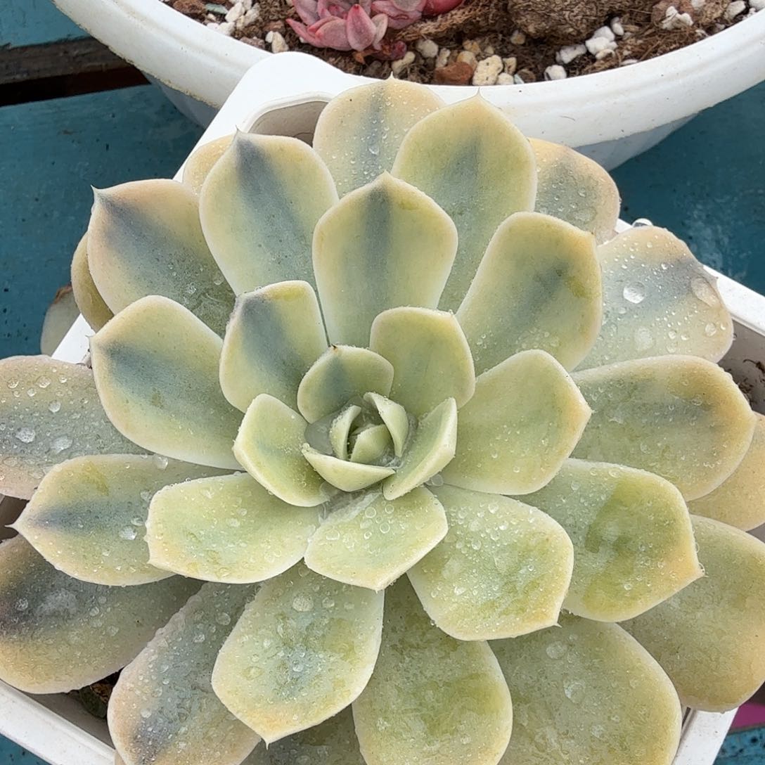 汉堡锦，多肉植物