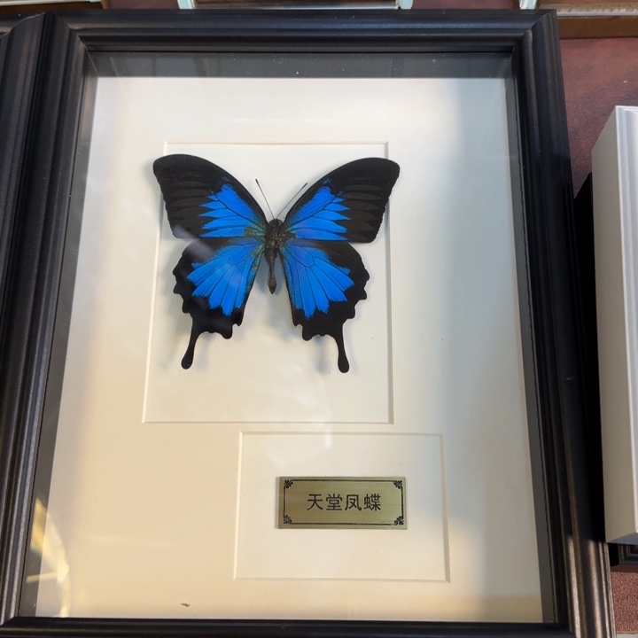 有机玻璃蝴蝶标本蝴蝶标本