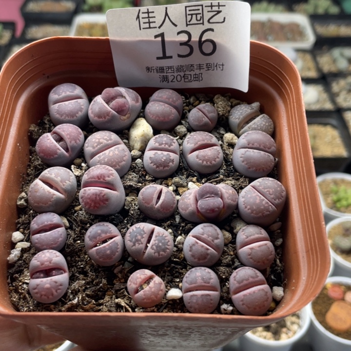 佳人园艺上福利啦紫李136