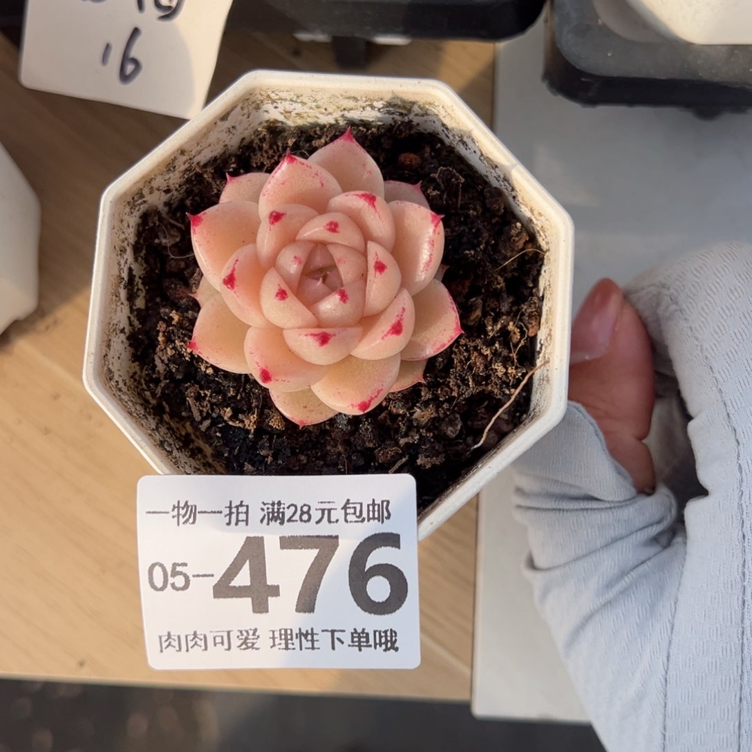 红枫多肉多肉多肉