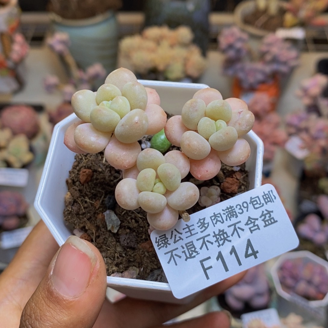 114鱼子酱多肉3c m