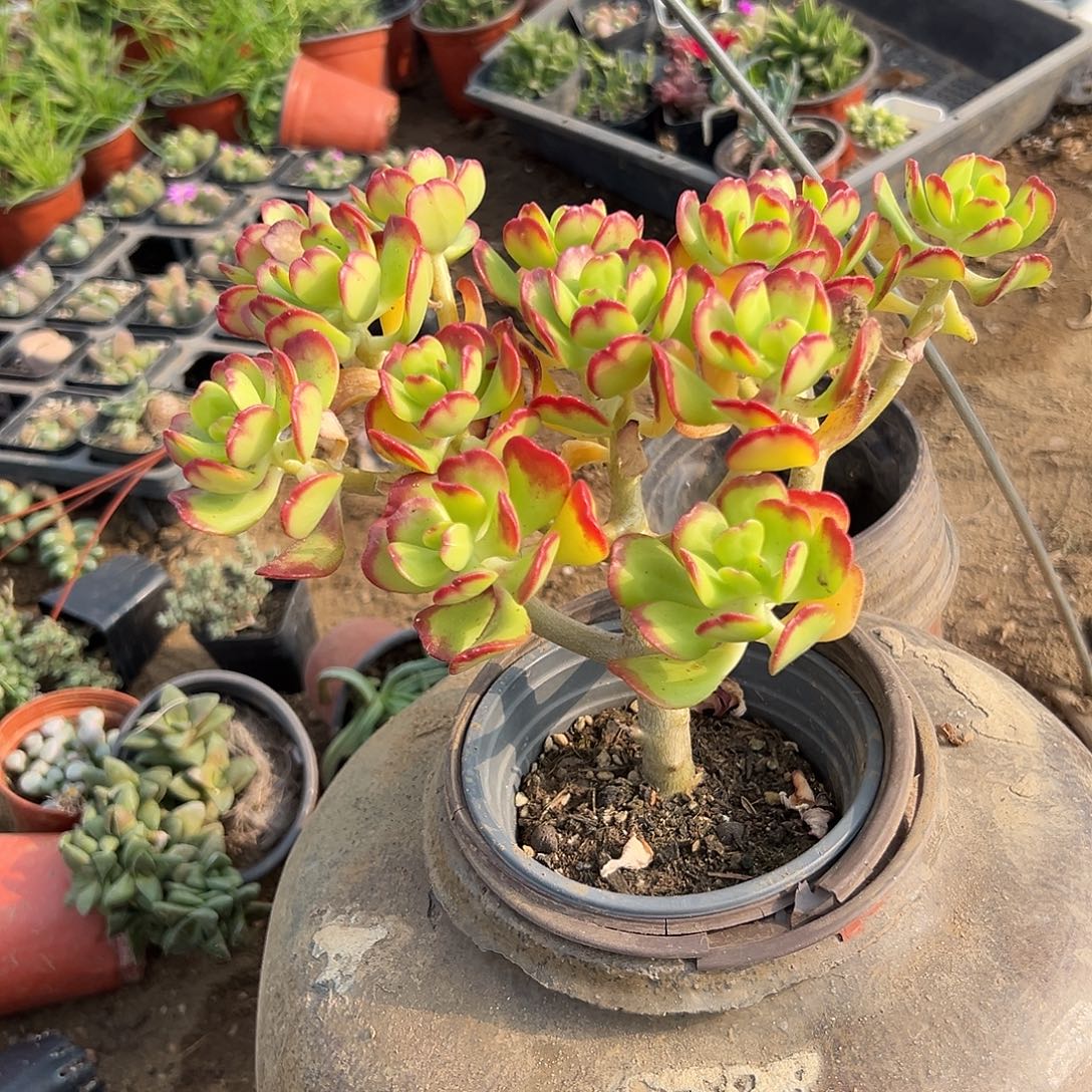 多肉植物达摩宝珠