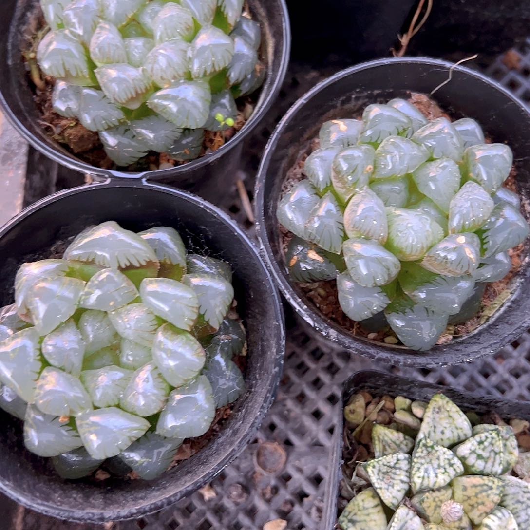 万象盆冰灯玉露多肉一颗