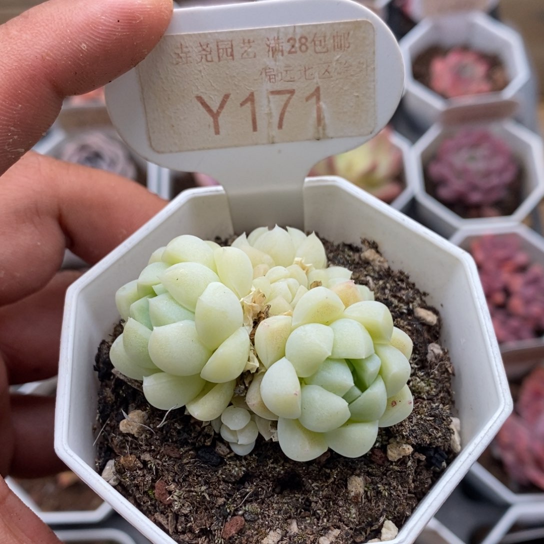 0171白月光4.0厘米