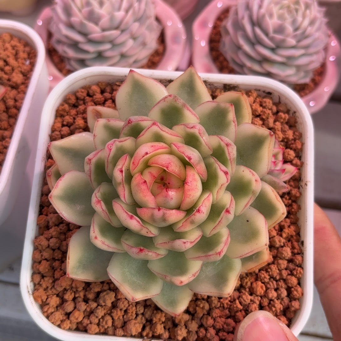 阿斯娜锦多肉植物