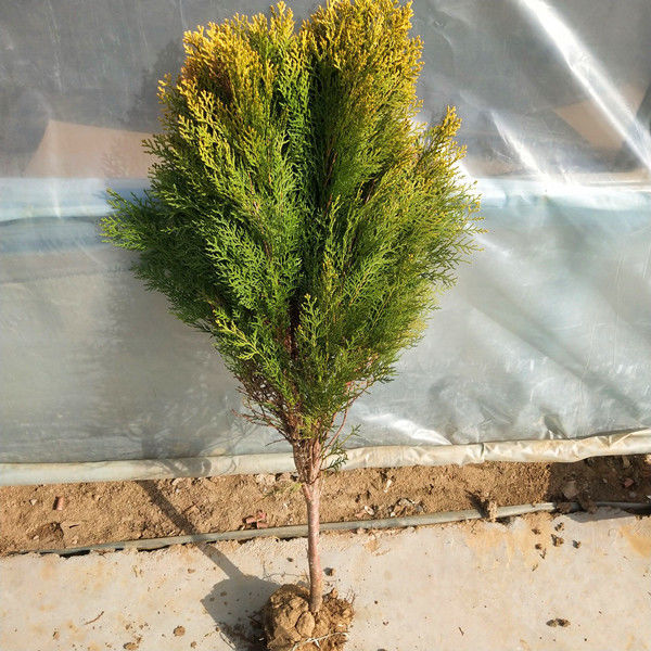 庭院苗木 洒金柏苗 盆栽洒金柏树 又名黄金柏 庭院道路绿化盆栽