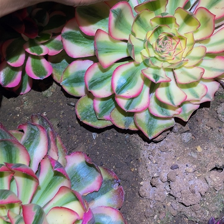 4459爱丽丝多肉植物