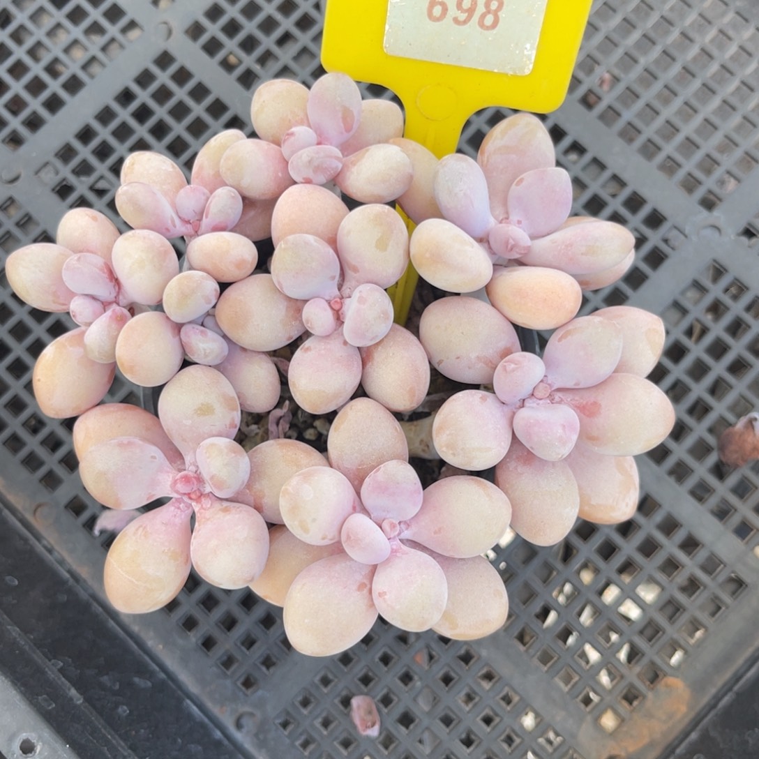 小***下云尘多肉一物一拍698