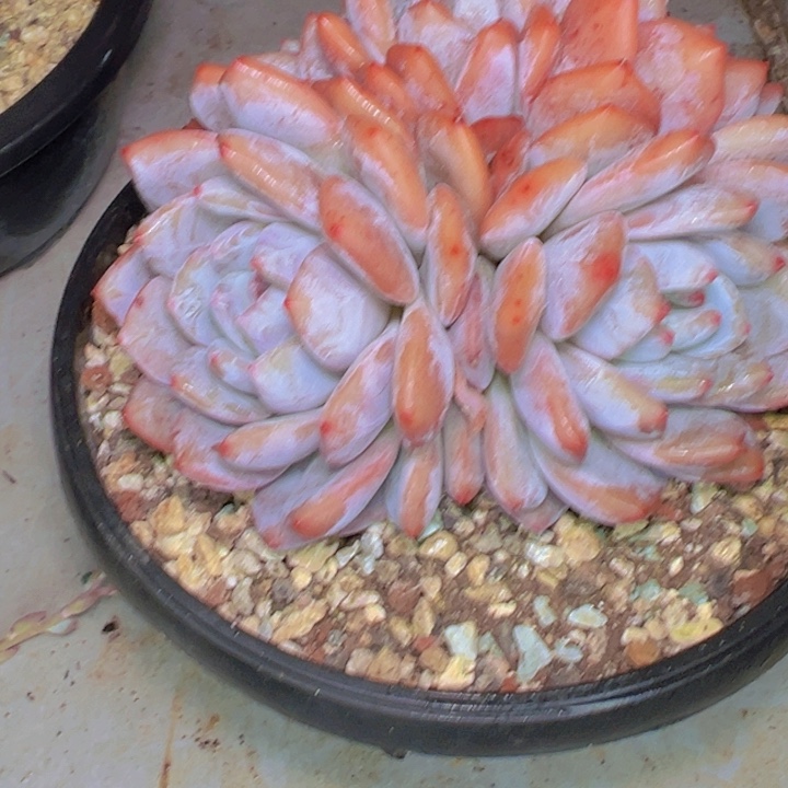 贾***J817/////////////////////