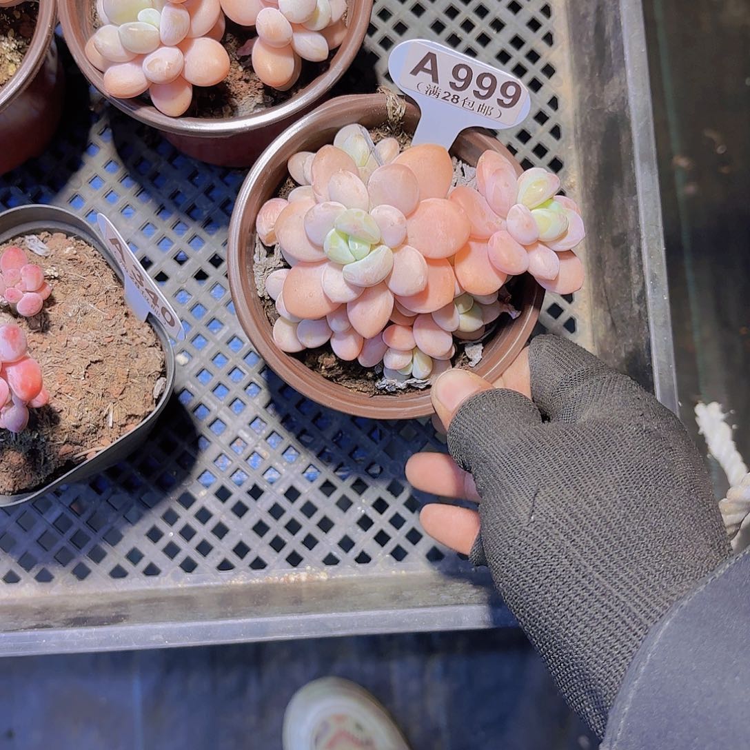 A999香水洛神一物一拍