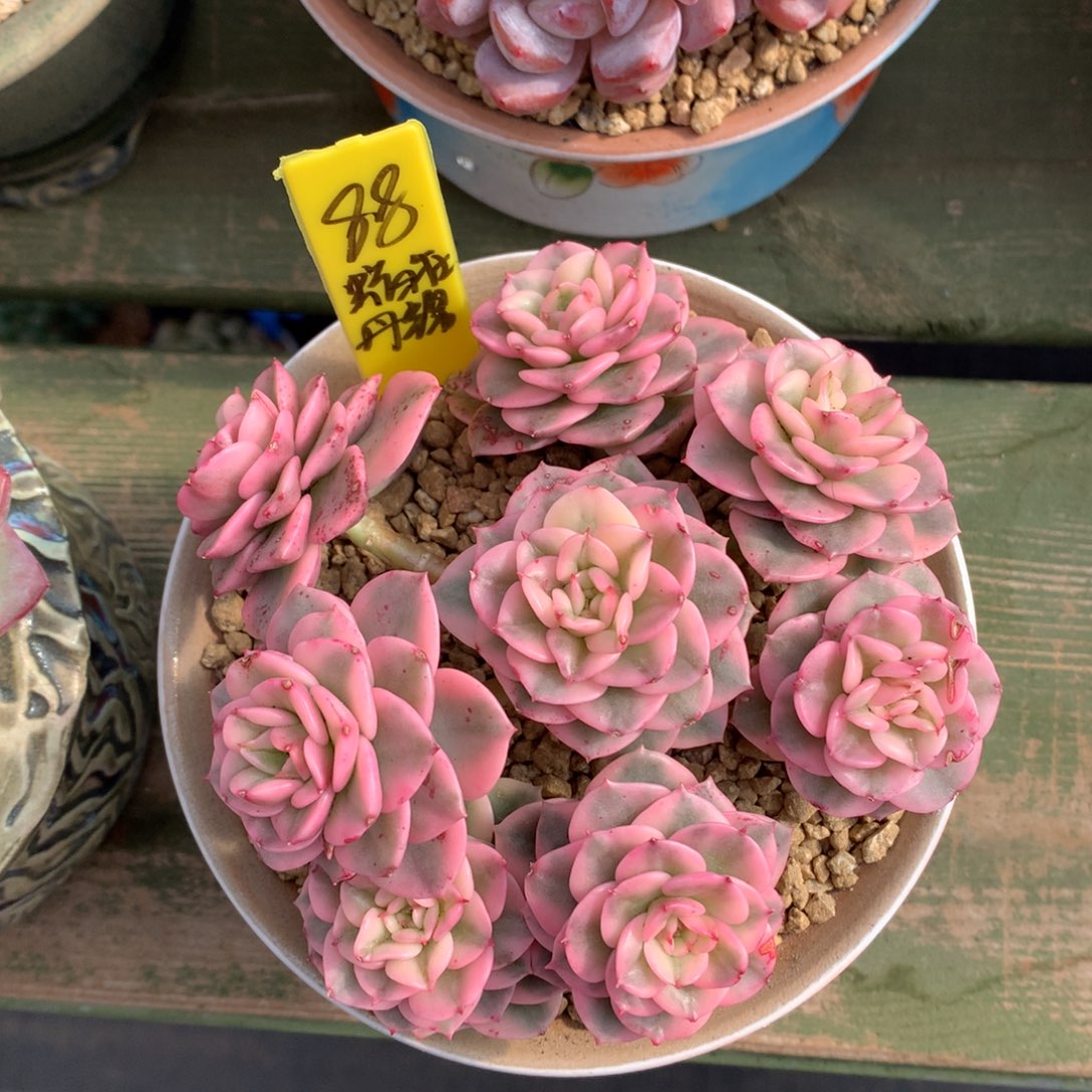 蜡牡丹锦 一颗      