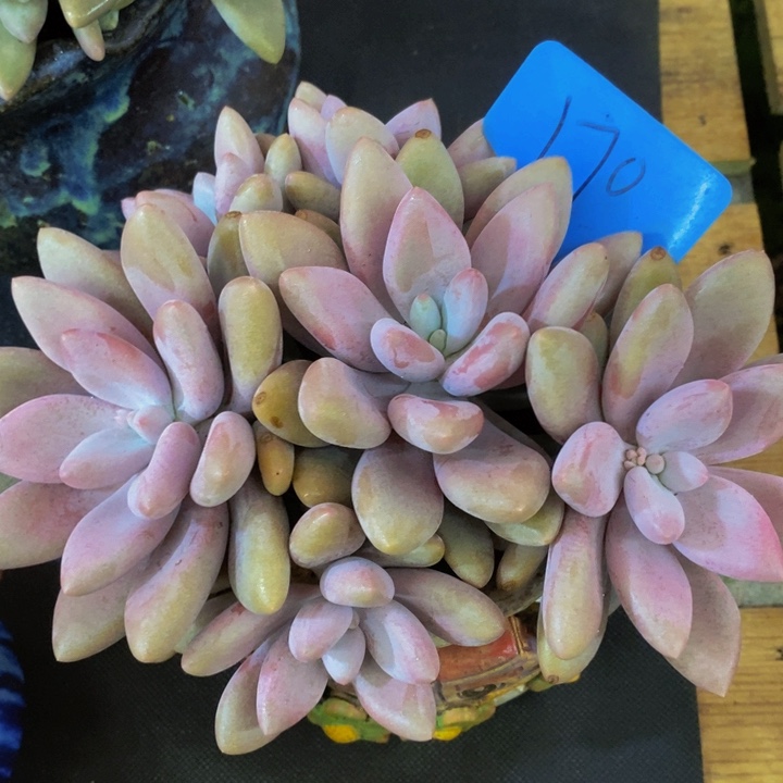 这么大岁数怎么会那么