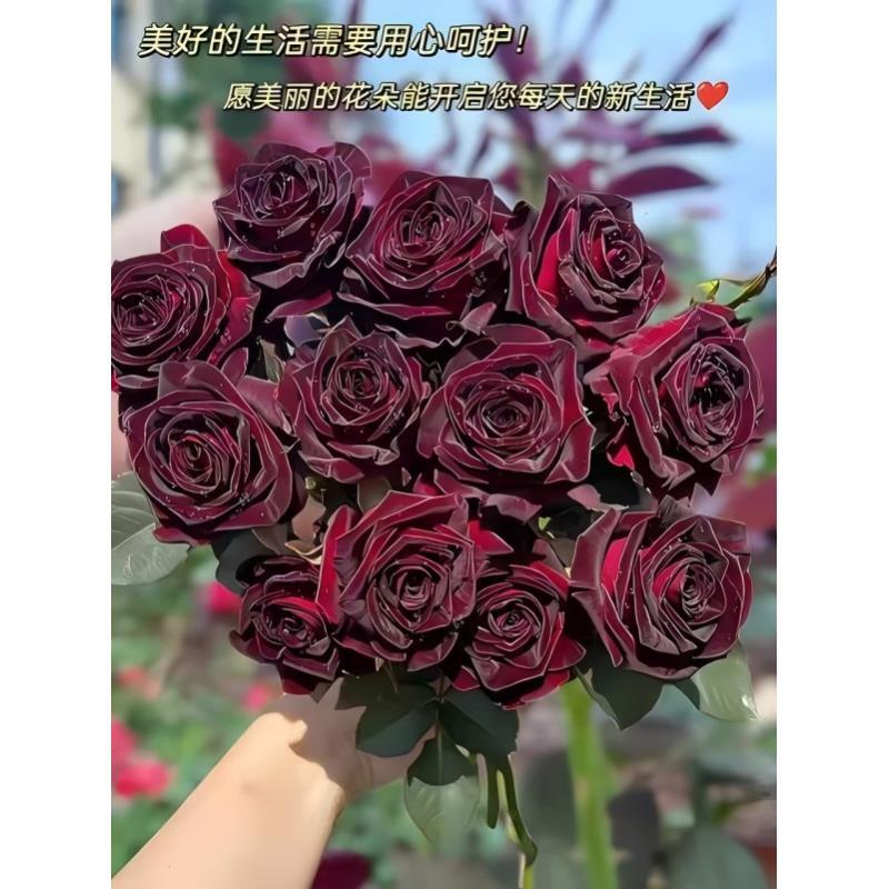 买3送1玫瑰花苗 基地直发盆栽地栽