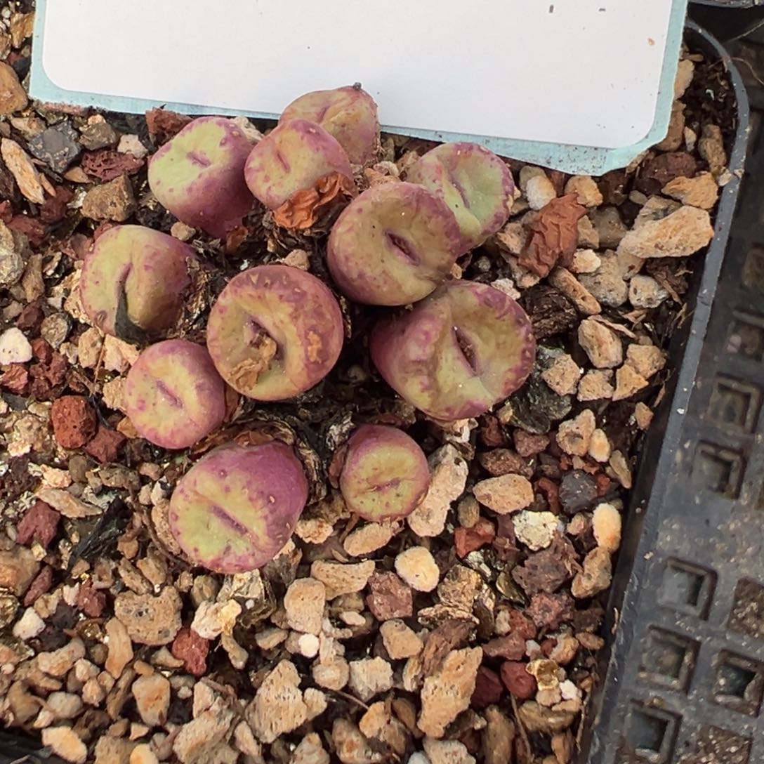 18-75肉锥多肉植物，