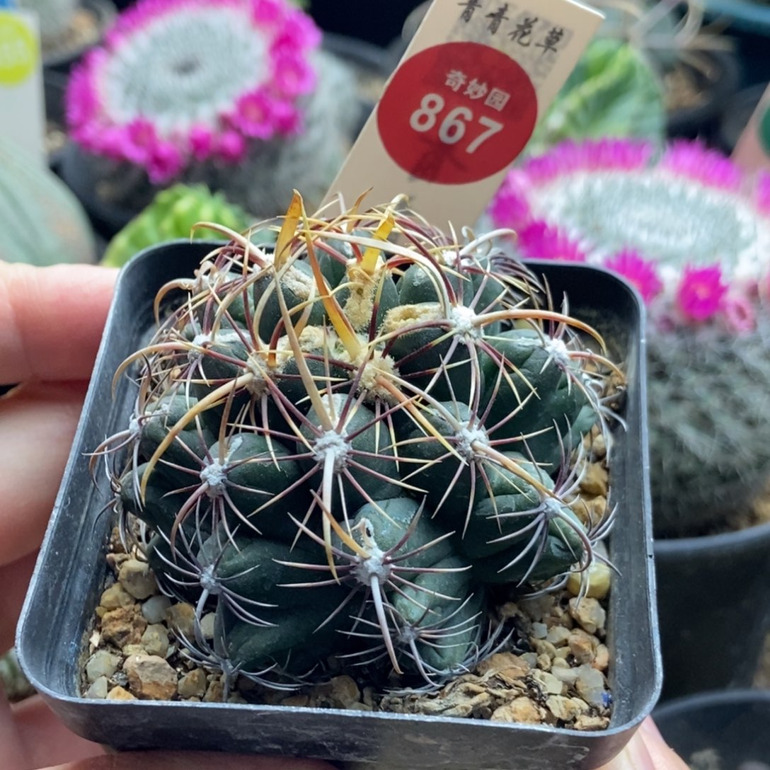 实生带中刺五彩大统领一颗