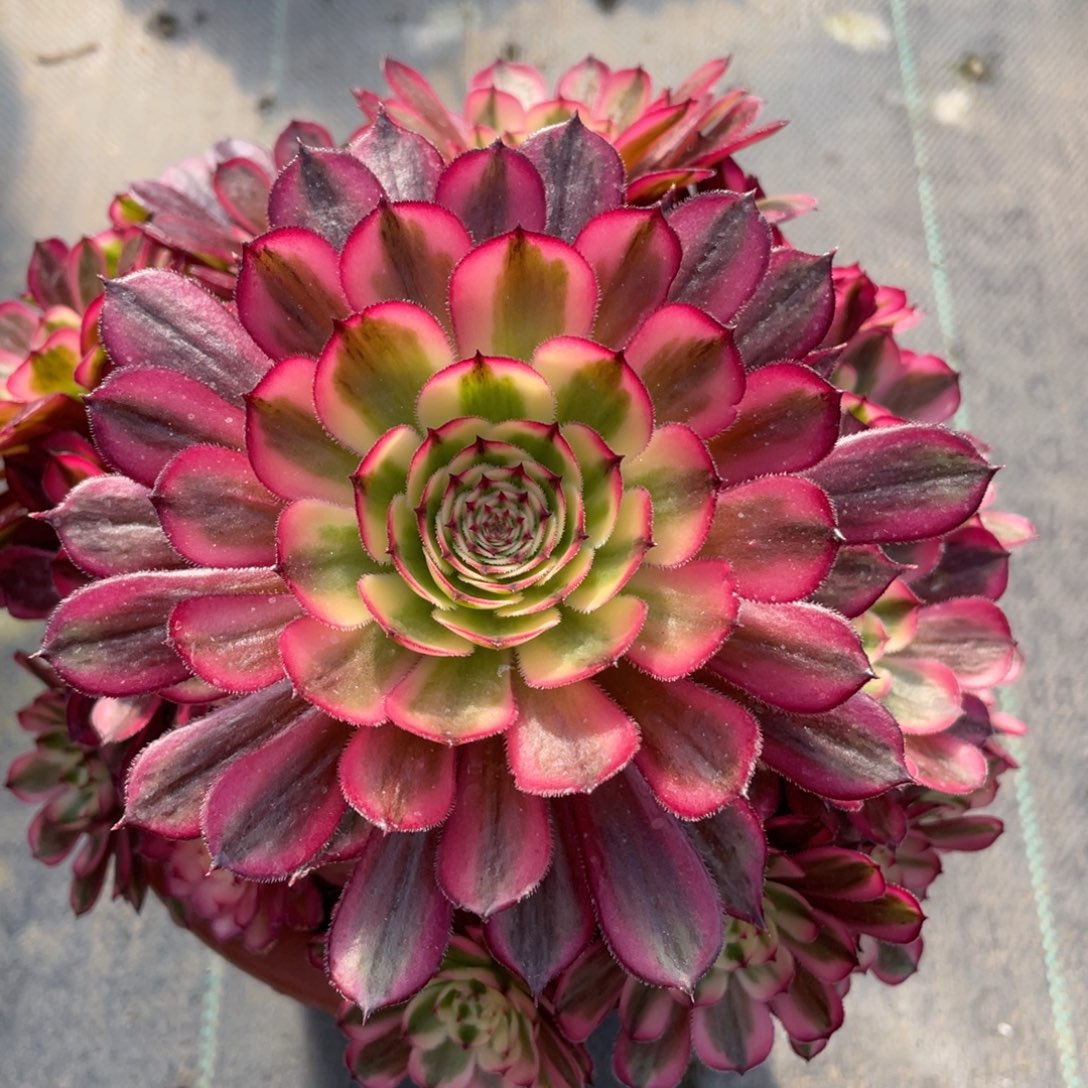 紫砂茶杯开**好2507反反复复个哥哥哥哥