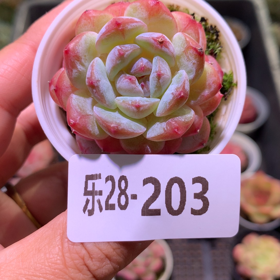 乐然28-203 雪颜玉 