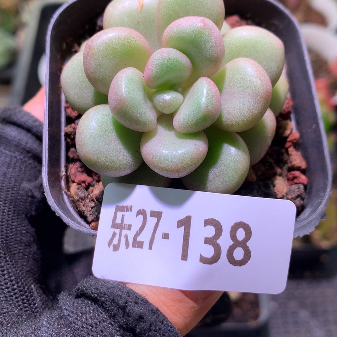 乐然27-138 先锋派 