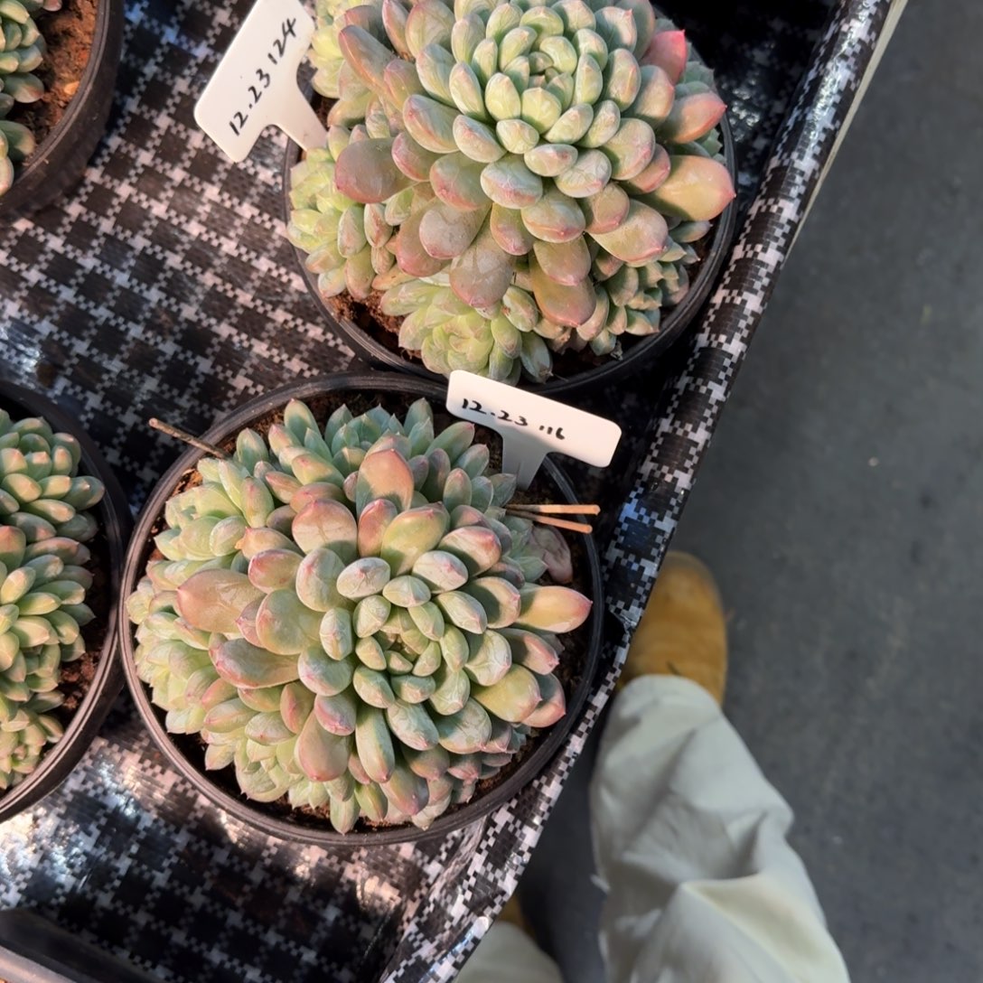 b***d一物一拍百达翡翠捧花2颗124号116号