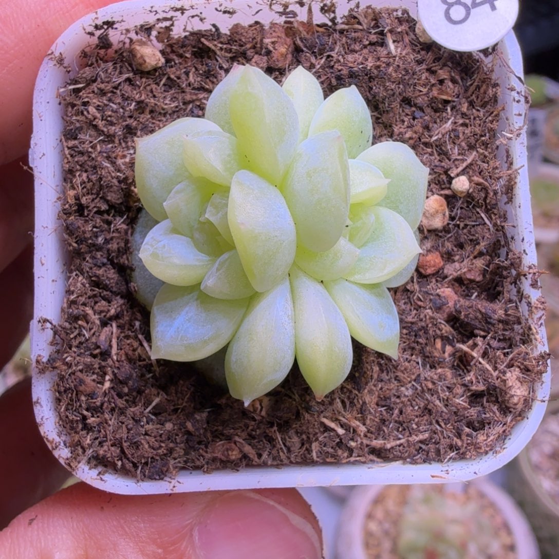 妙***佳84号双头白昼一物一拍
