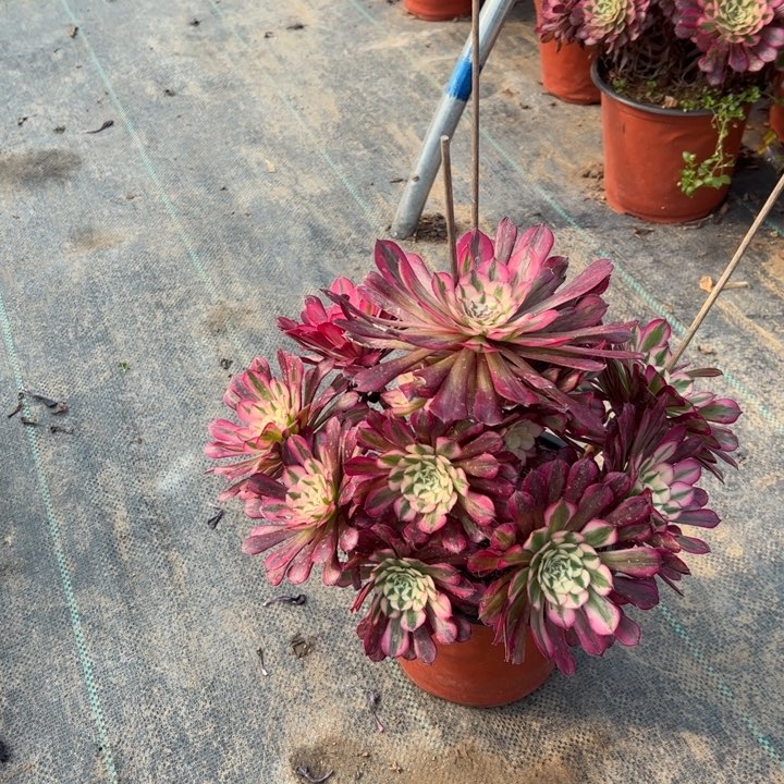 71红铜壶白多肉多肉多肉