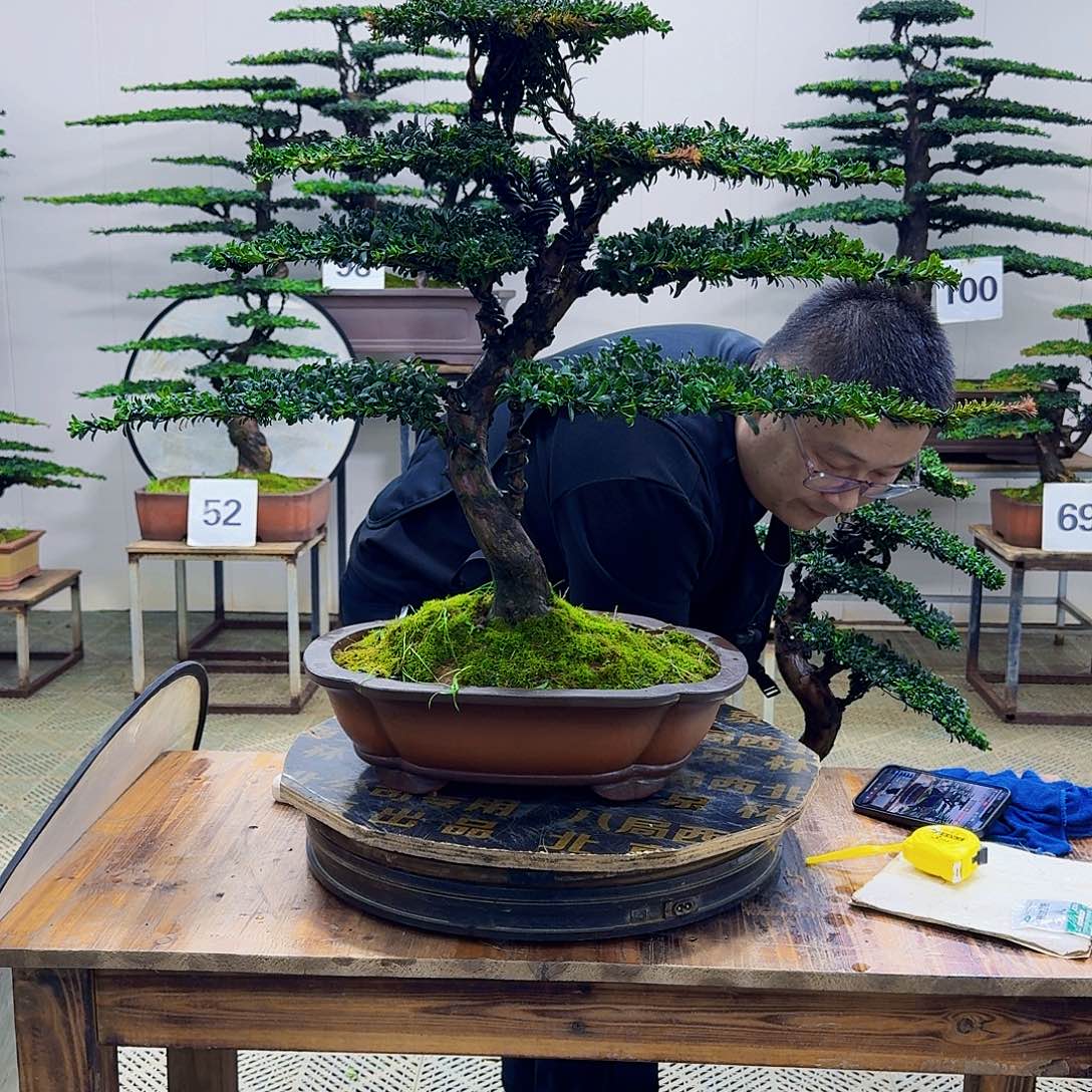 无花朵珍珠红芽罗汉松造型盆景