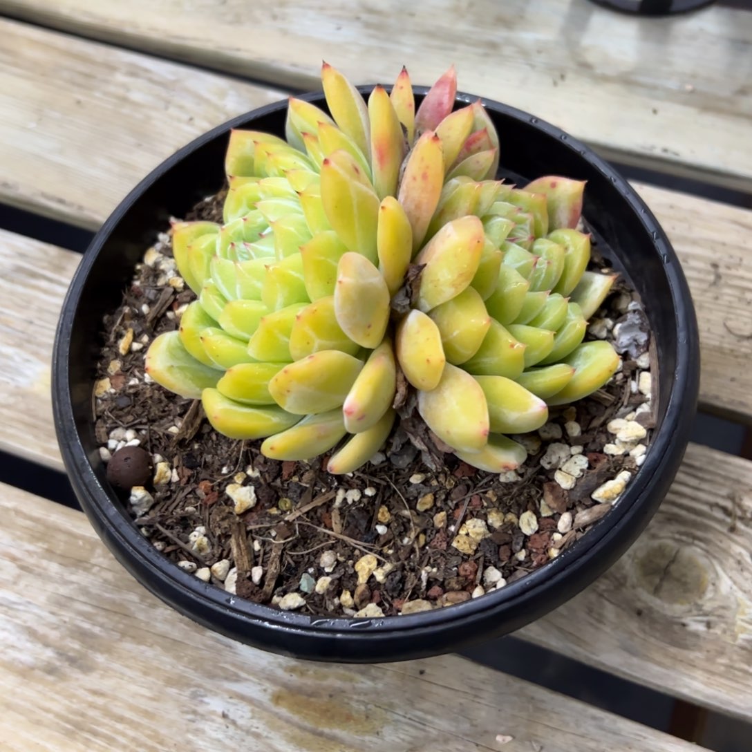 珍妮18 零零多肉植物