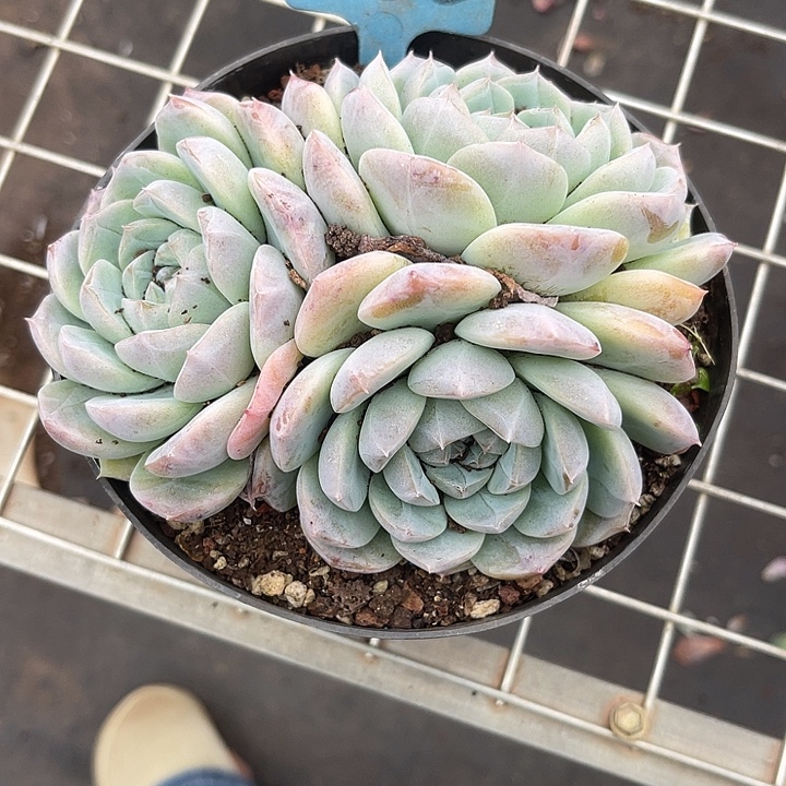 S***m这么晚又回来我还是觉得736