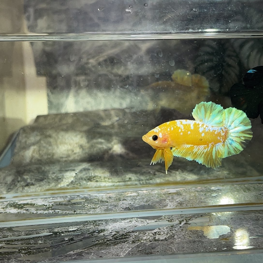 海水鱼育平斗鱼泰国斗鱼