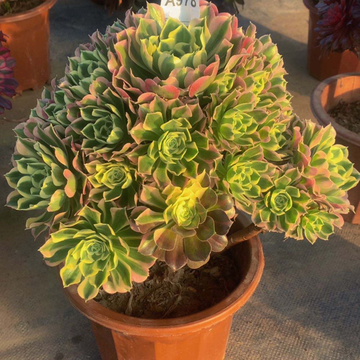 【闪购商品】978白凤