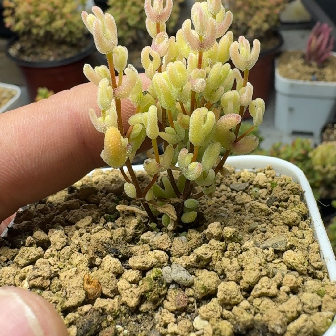 月曲 多肉植物枝干