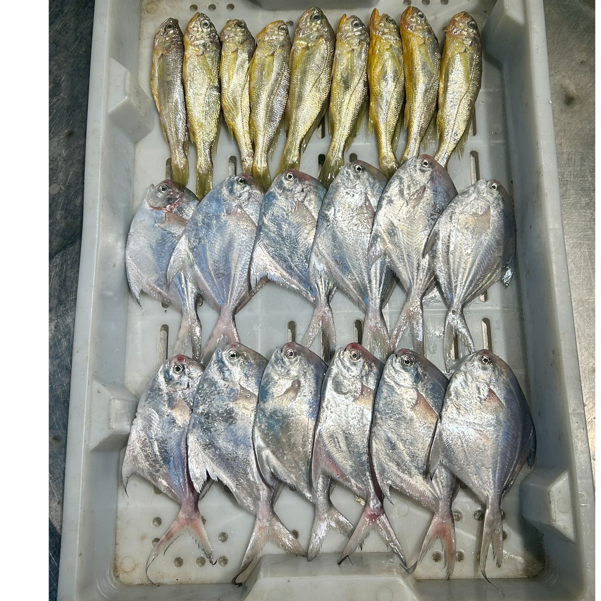 舟山野生金银组合【1斤小黄鱼，2斤小鲳鱼】